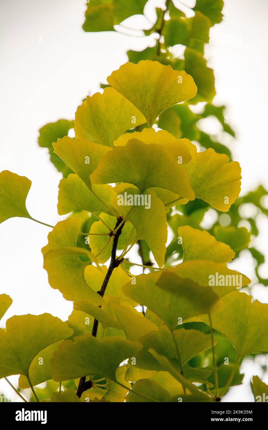 Foglie autunnali di Ginkgo biloba, comunemente noto come ginkgo, gingko o maidenhair albero. Foto Stock