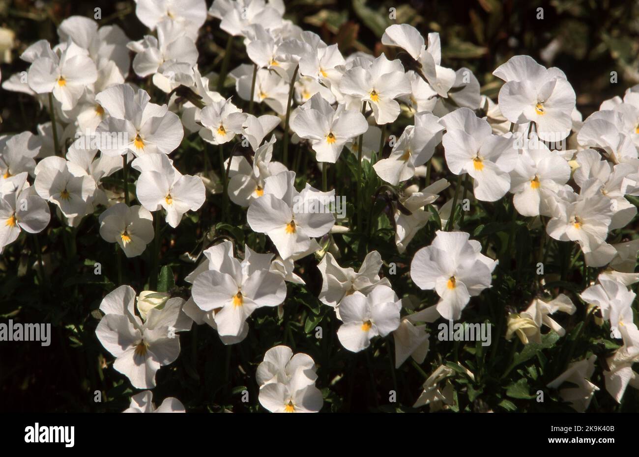 LETTO DA GIARDINO DI PANSIES BIANCHE (VIOLA) Foto Stock