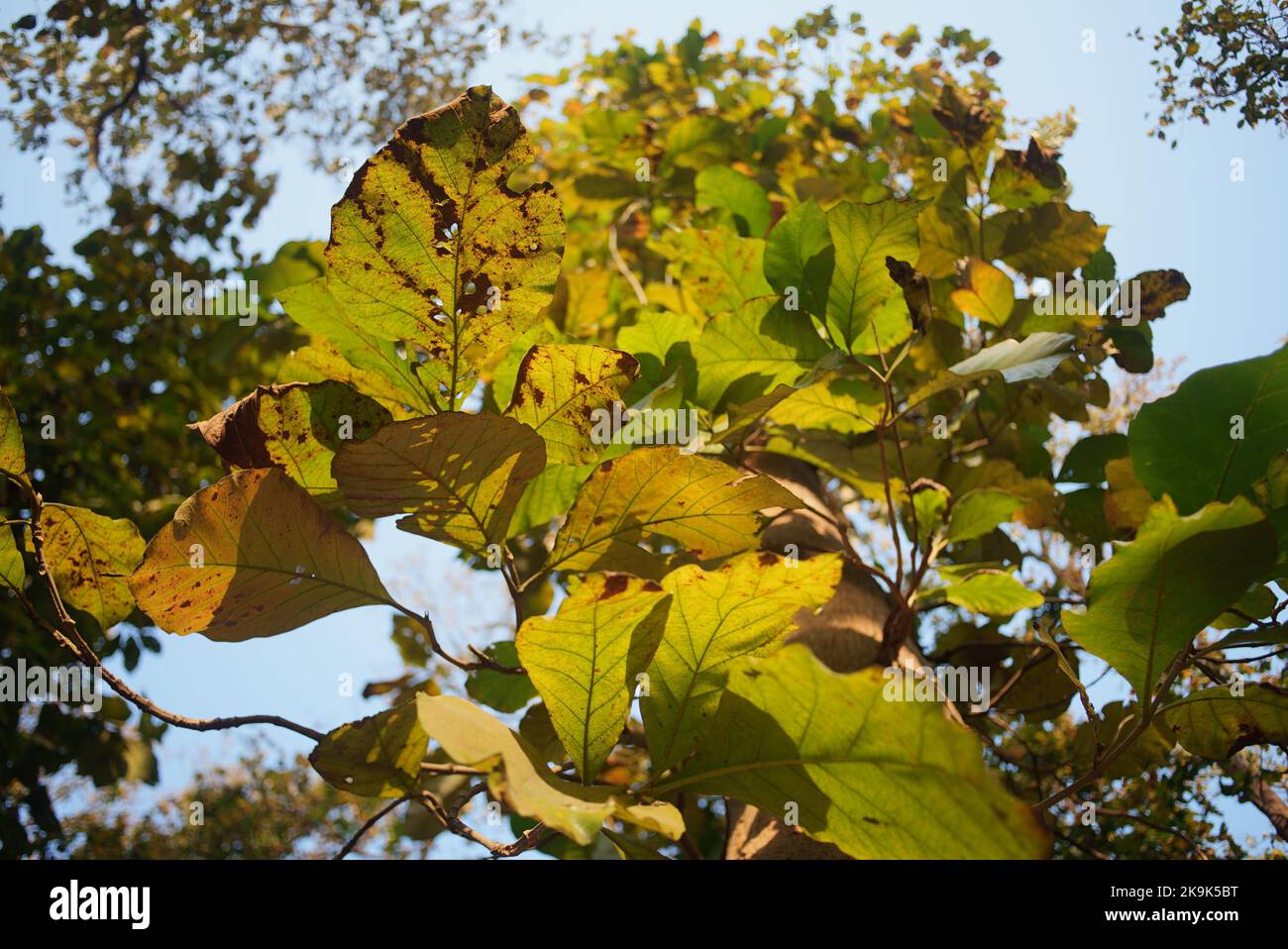 Il teak (Tectona grandis) è una specie di legno duro tropicale della famiglia Lamiaceae. Si tratta di un grande, albero deciduo che si verifica in foresta mista di latifoglie Foto Stock