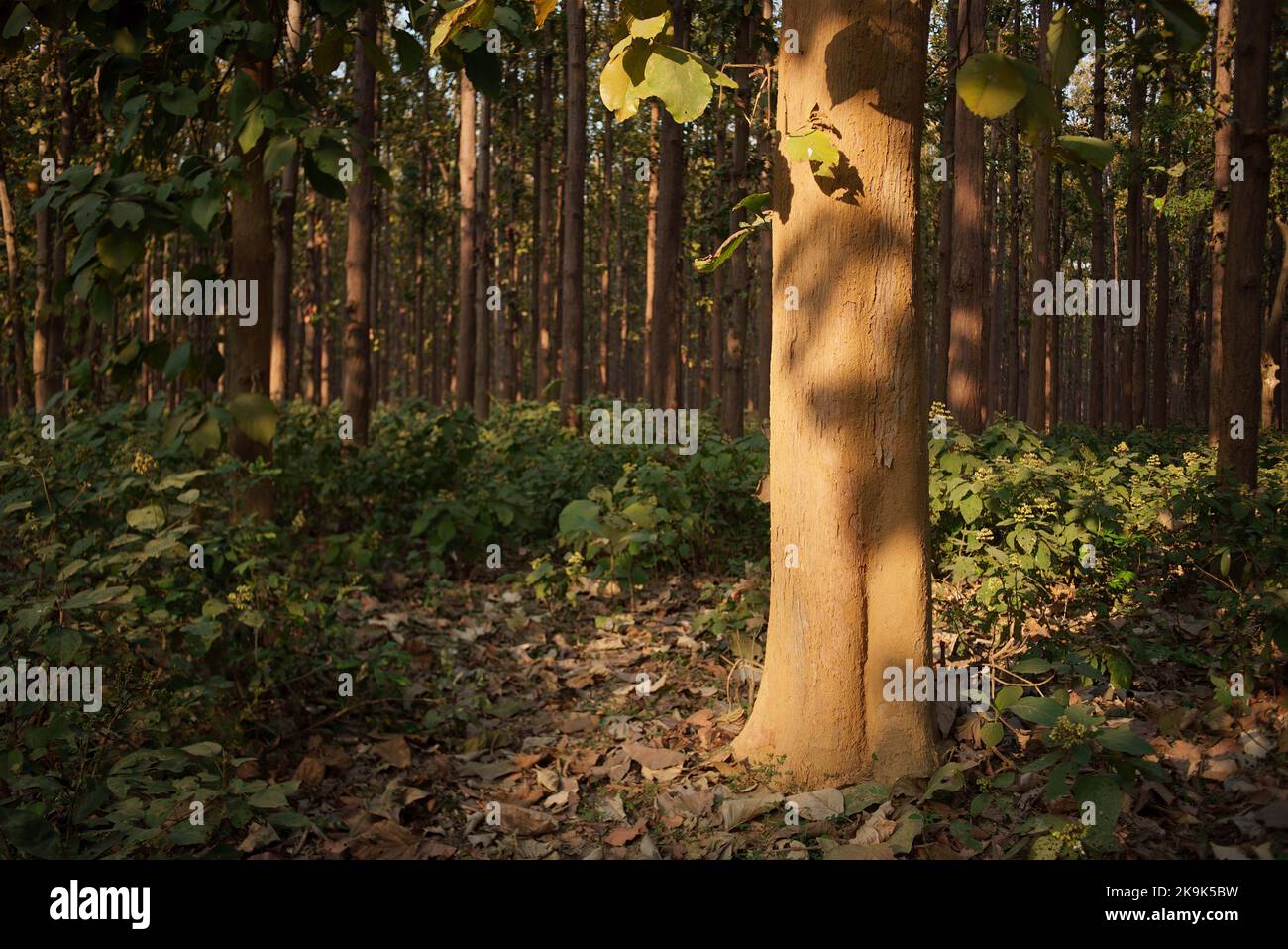 Il teak (Tectona grandis) è una specie di legno duro tropicale della famiglia Lamiaceae. Si tratta di un grande, albero deciduo che si verifica in foresta mista di latifoglie Foto Stock