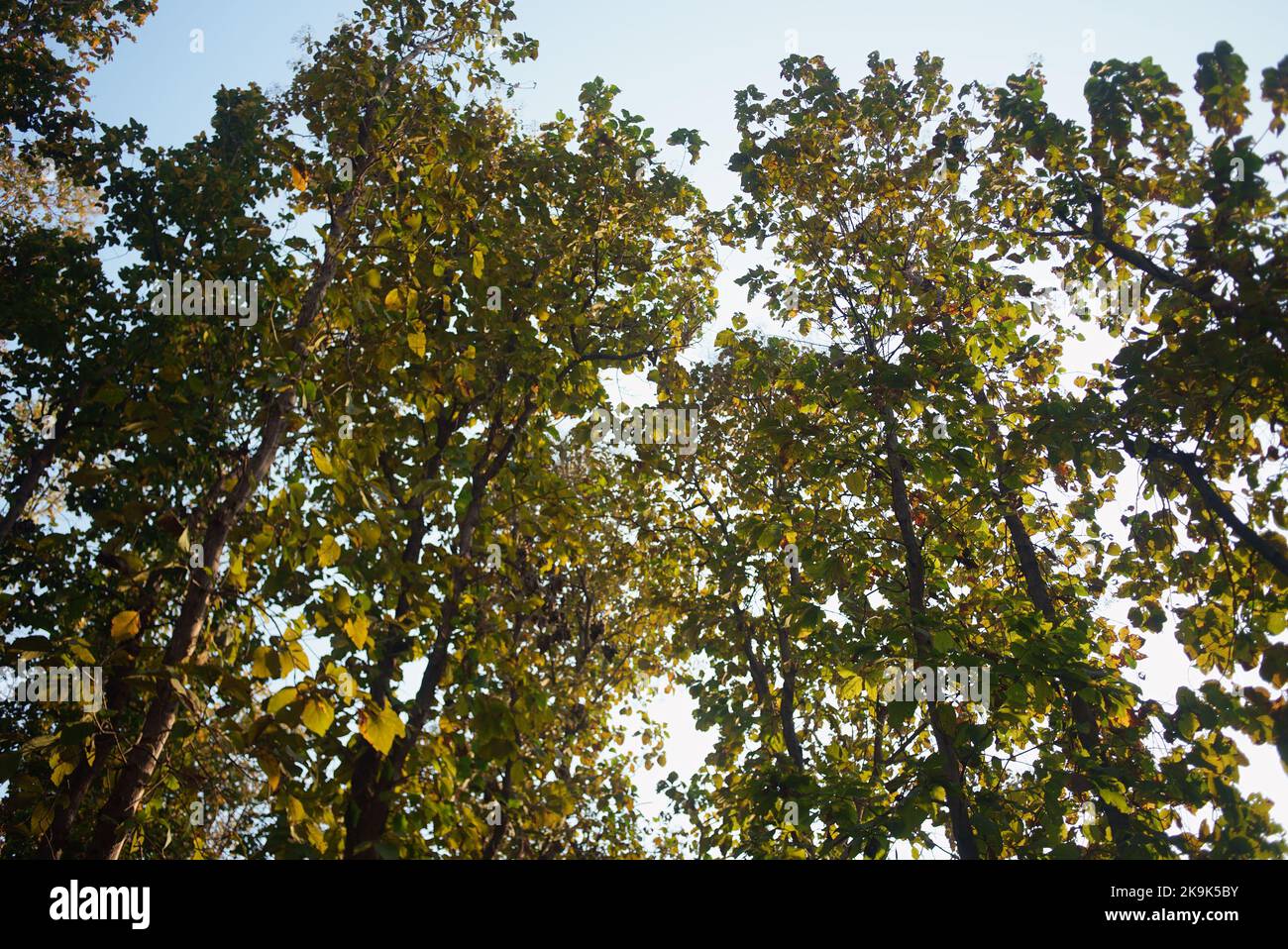 Il teak (Tectona grandis) è una specie di legno duro tropicale della famiglia Lamiaceae. Si tratta di un grande, albero deciduo che si verifica in foresta mista di latifoglie Foto Stock