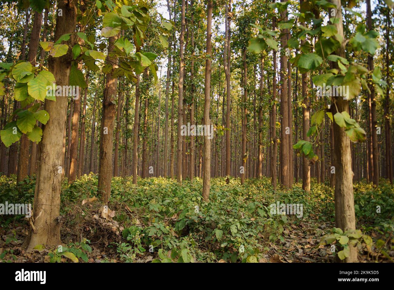 Il teak (Tectona grandis) è una specie di legno duro tropicale della famiglia Lamiaceae. Si tratta di un grande, albero deciduo che si verifica in foresta mista di latifoglie Foto Stock