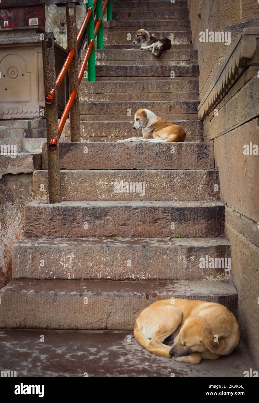 Tre cani sdraiati sotto le scale in India Foto Stock