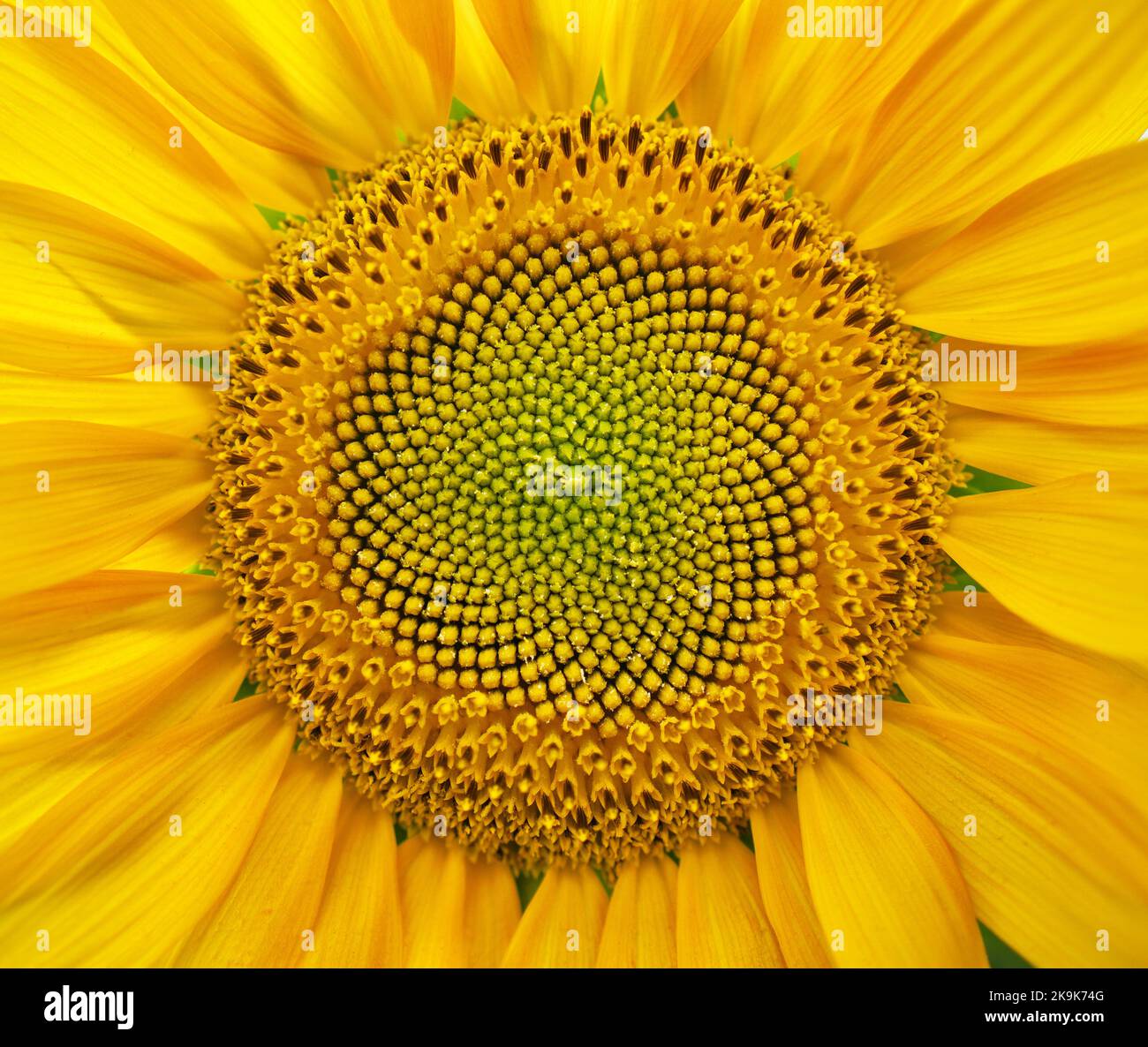 Texture di sfondo di girasole patten. Elemento di progettazione della natura. Foto Stock