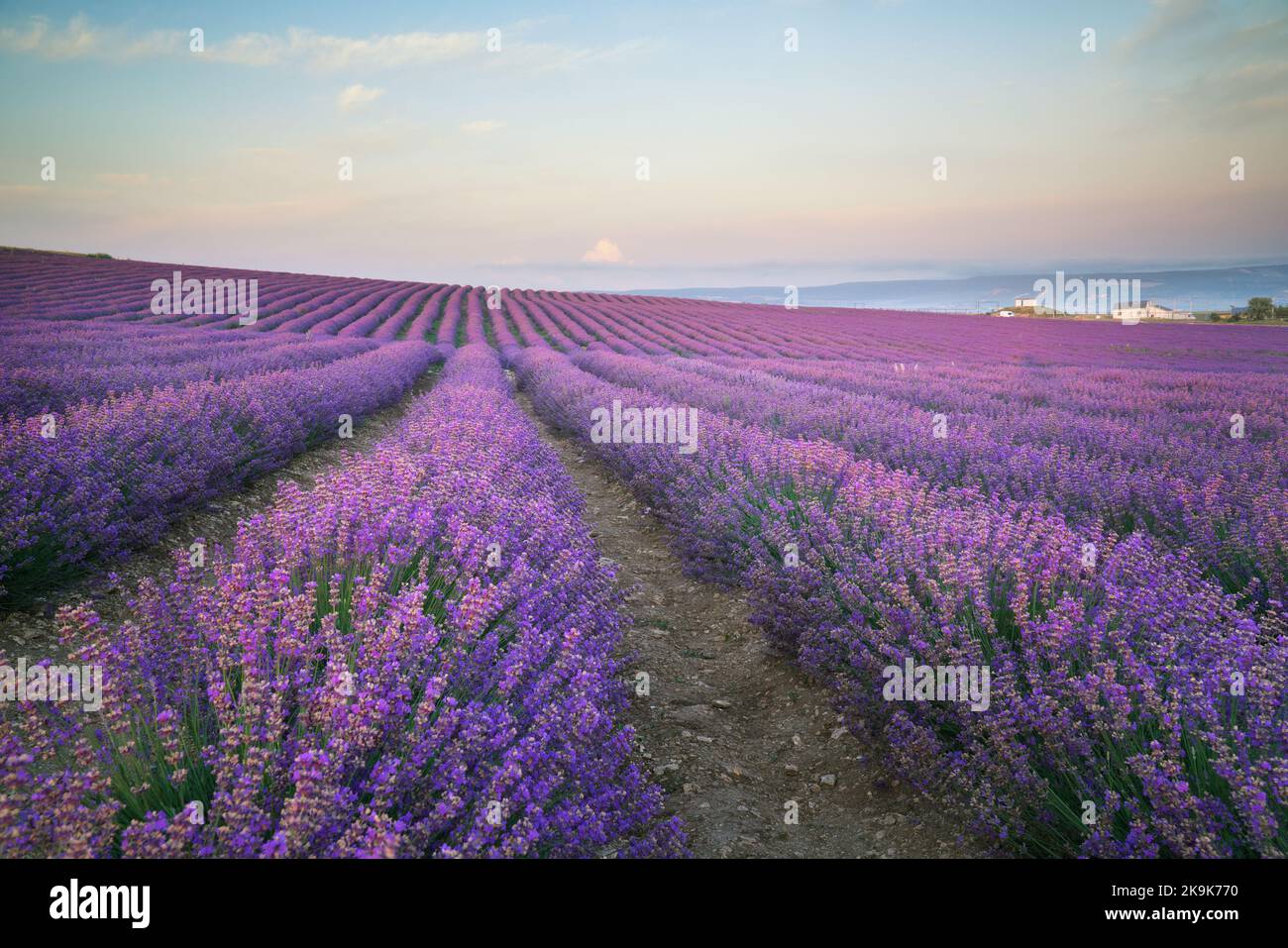 Prato di lavanda alla luce del mattino. Composizione della natura. Foto Stock