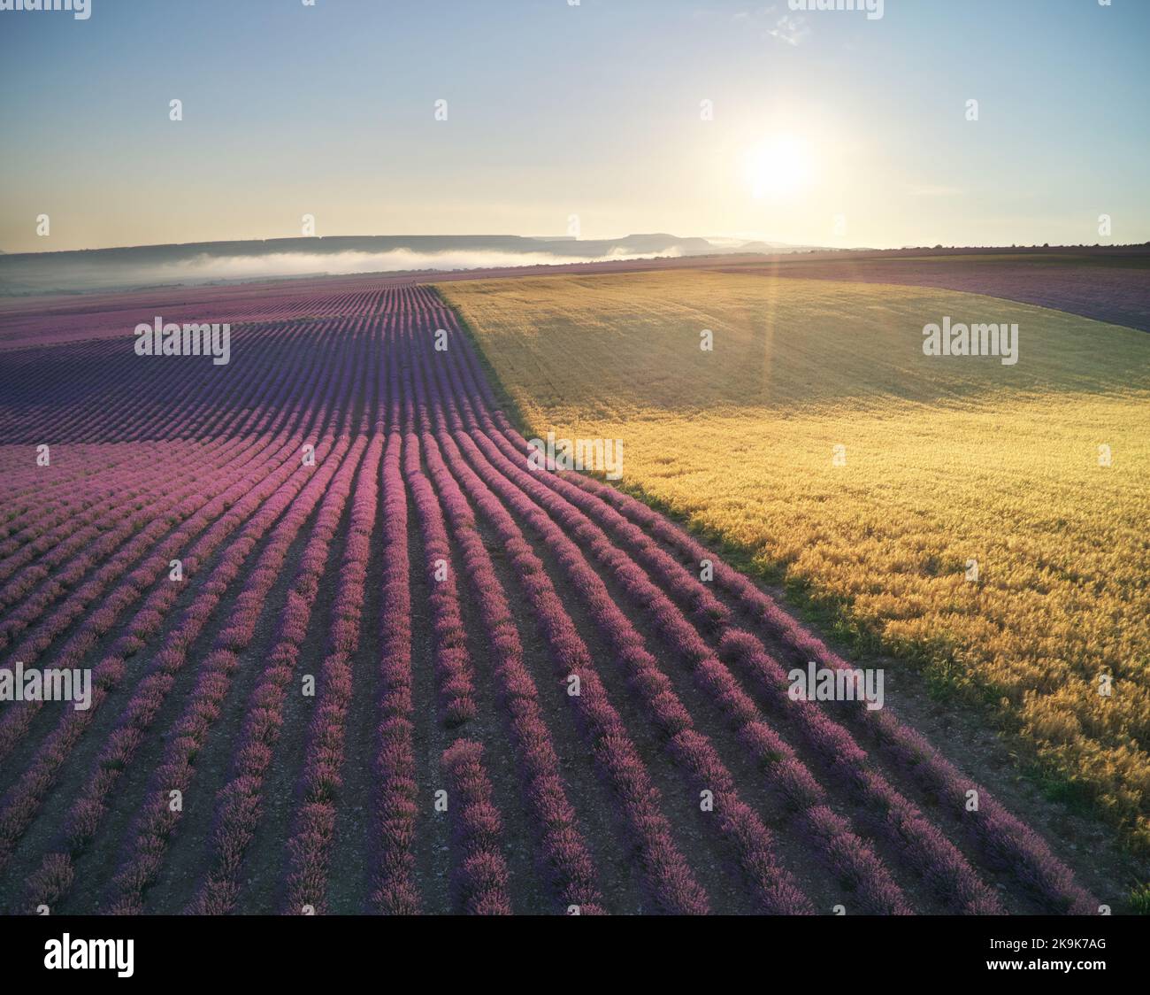 Veduta aerea del grande prato di lavanda durante l'alba. Natura paesaggio composizione. Foto Stock