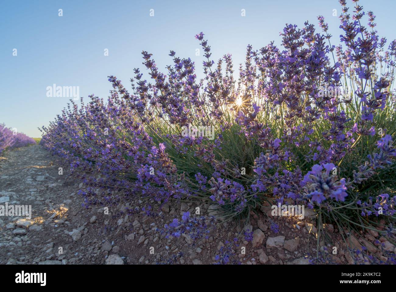 Cespuglio di fiori di lavanda al tramonto. Composizione della natura. Foto Stock
