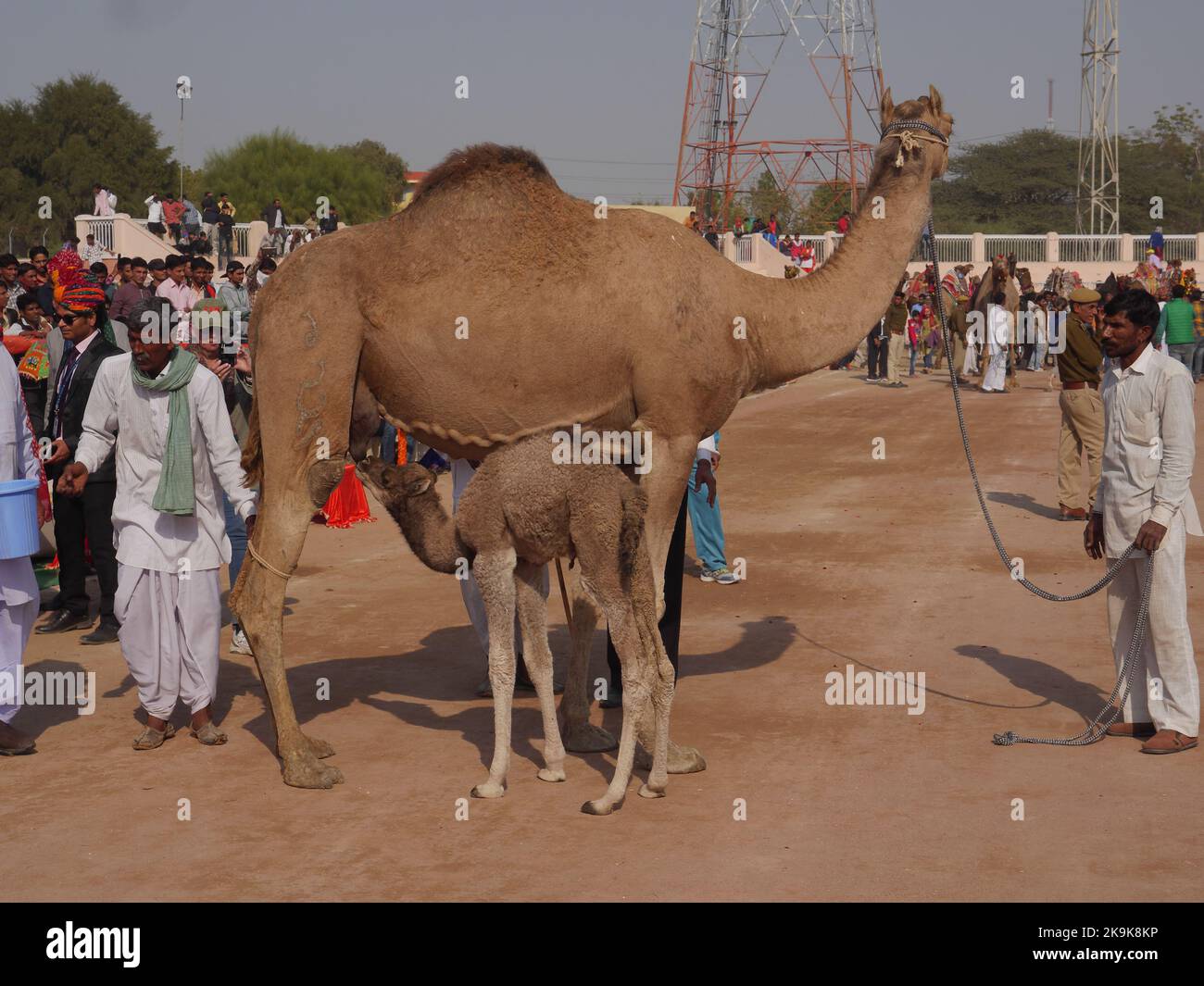 Bikaner Rajasthan, India : 14 gennaio 2018 – cammello e bambino vitello latte da bere in terra. Foto Stock