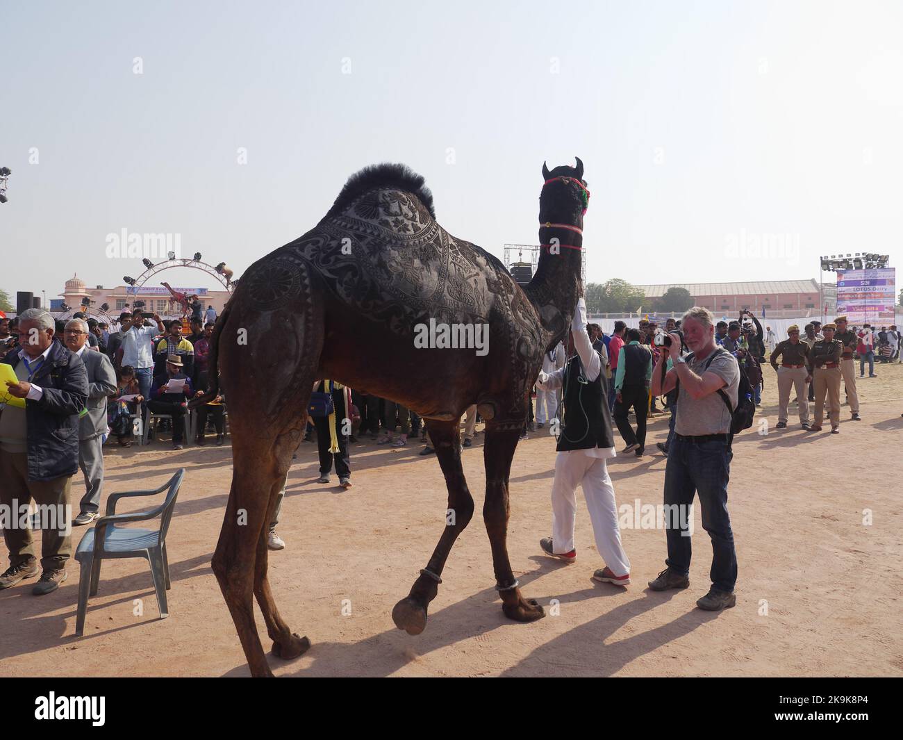 Bikaner Rajasthan, India : 14 gennaio 2018 – Pittura su cammello da capelli tagliati sul suo corpo. Foto Stock