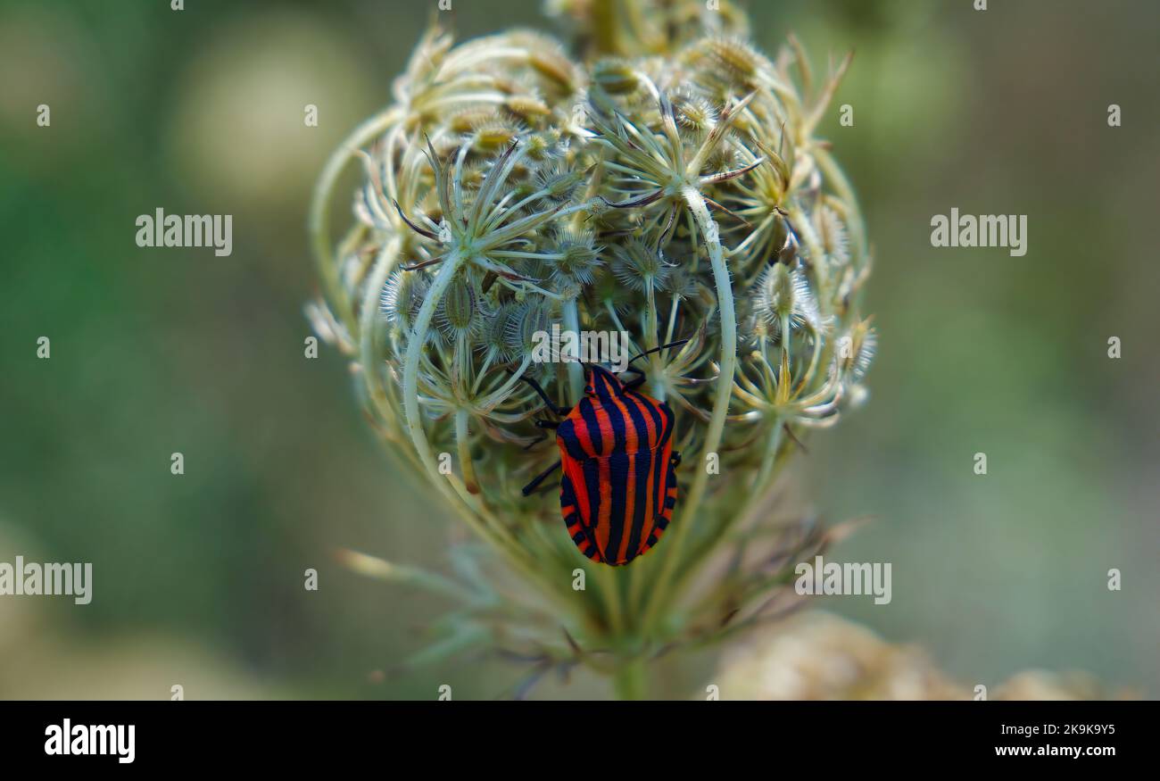 Graphosoma lineatum, Stink a righe rosse e nere Bug su un fiore Foto Stock