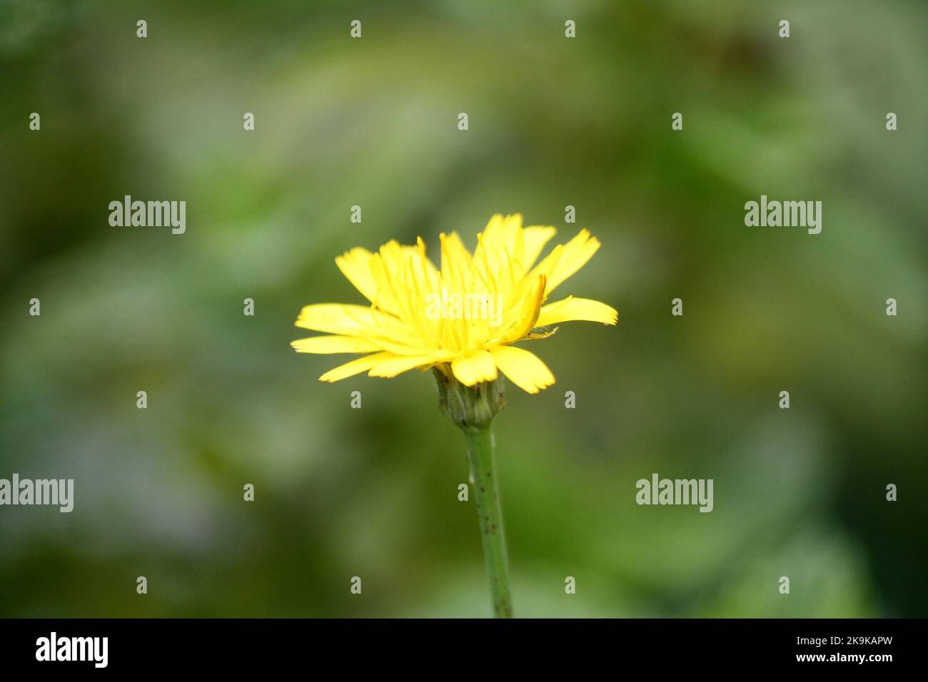 Dente di leone rosso (Taraxacum eritrospermum) fiore in fiore : (pix SShukla) Foto Stock