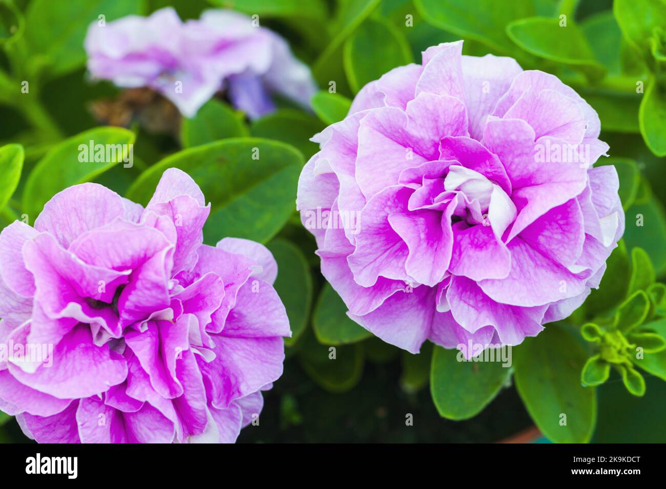 Fiori di spugna di petunia rosa, foto ravvicinata all'aperto con messa a fuoco selettiva Foto Stock