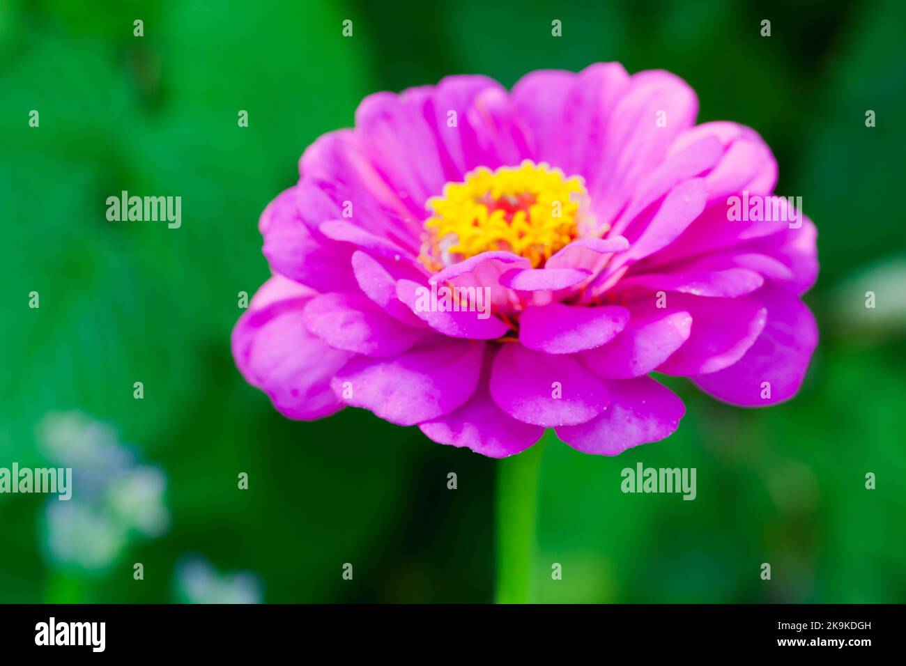 Fiore rosa zinnia, foto macro. È un genere di piante della tribù Heliantheae appartenente alla famiglia delle Asteraceae Foto Stock
