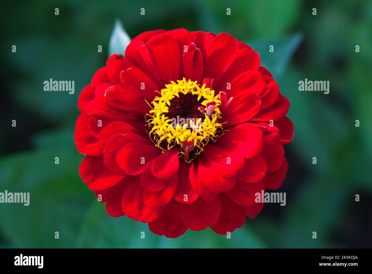 Fiore rosso zinnia, foto macro. È un genere di piante della tribù Heliantheae appartenente alla famiglia delle Asteraceae Foto Stock