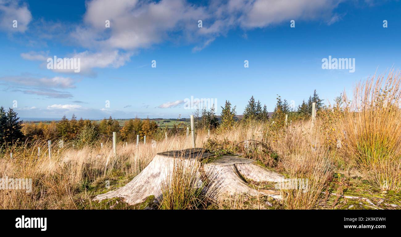 Beacon Fell, Lancashire, Regno Unito Foto Stock