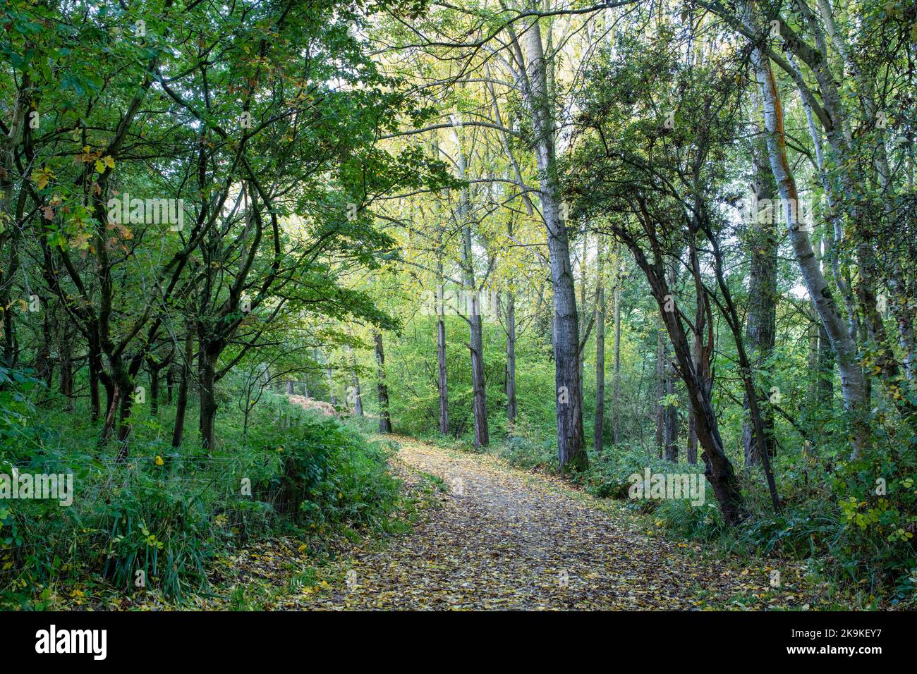 Sentiero autunnale nel Linover Wood, Dowdeswell, Cotswolds, Gloucestershire, Inghilterra Foto Stock