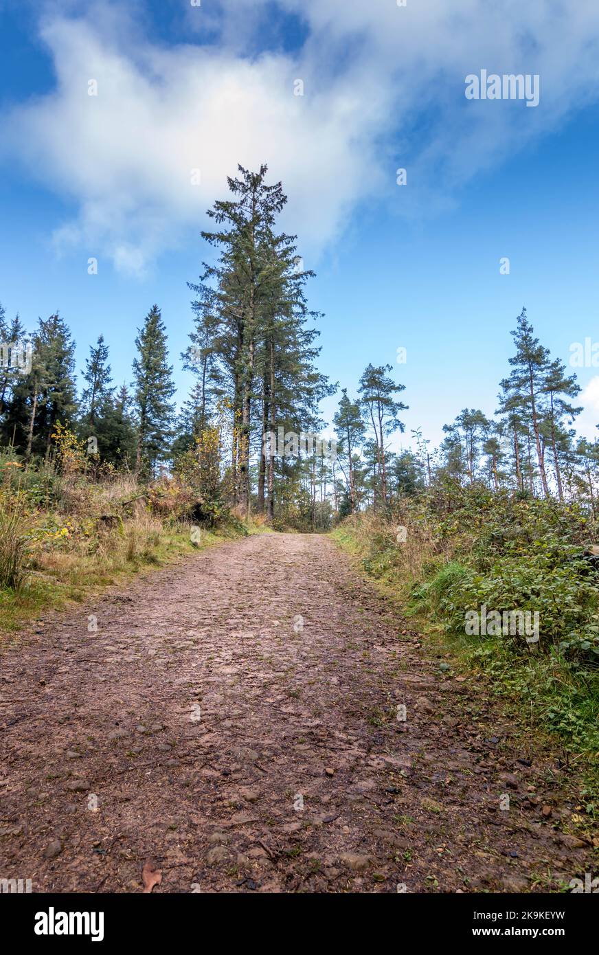 Beacon Fell, Lancashire, Regno Unito Foto Stock