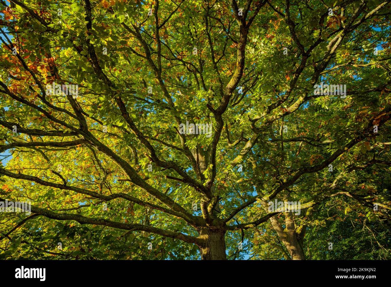 Albero di quercia maturo che mostra il colore dell'autunno iniziale nella Foresta di Dean. Foto Stock