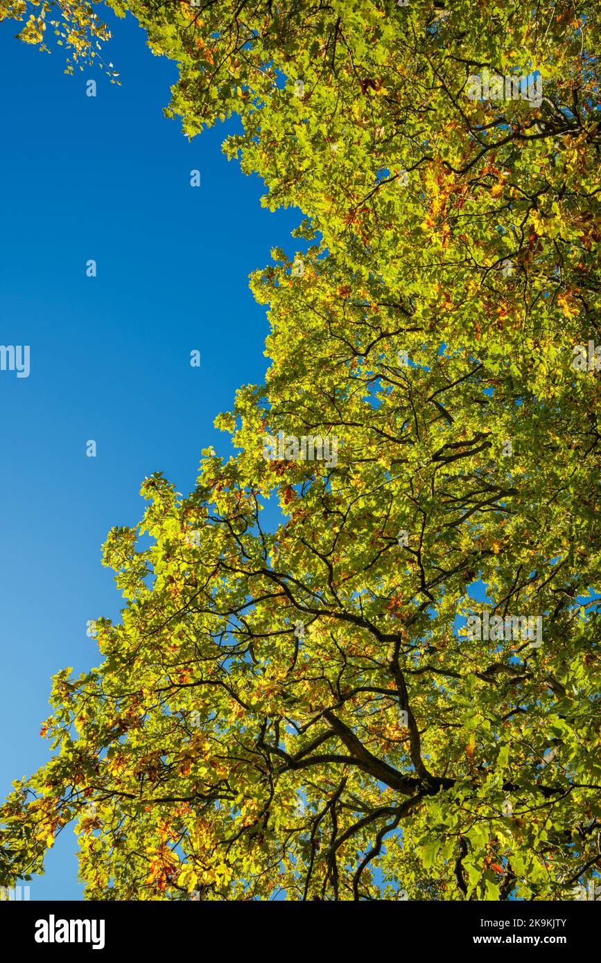 Albero di quercia maturo che mostra il colore dell'autunno iniziale nella Foresta di Dean. Foto Stock