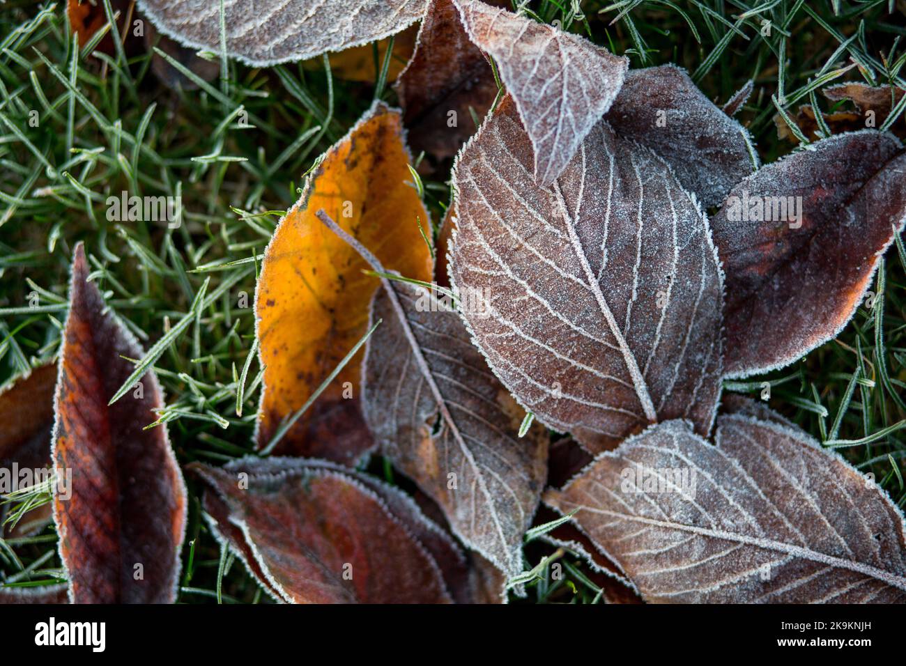 Erba coperta di ghiaccio, in una fredda mattinata europea. Foto Stock