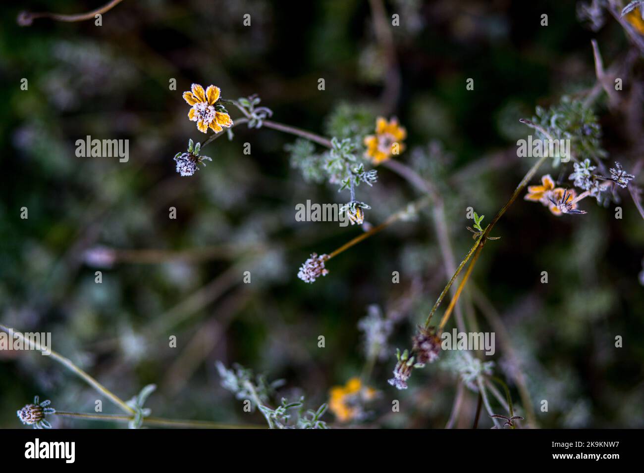 I fiori di Hawkweed in un gelo freddo mattina presto Foto Stock