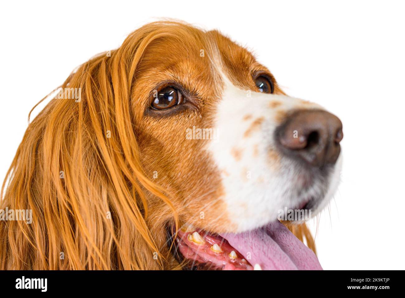Carino cane animale domestico isolato su sfondo bianco Foto Stock