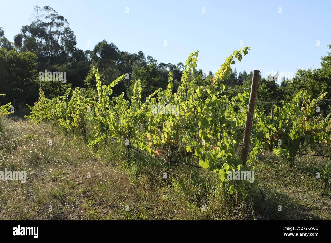 Uve rosse, regione del Vinho Verde, nord del Portogallo Foto Stock