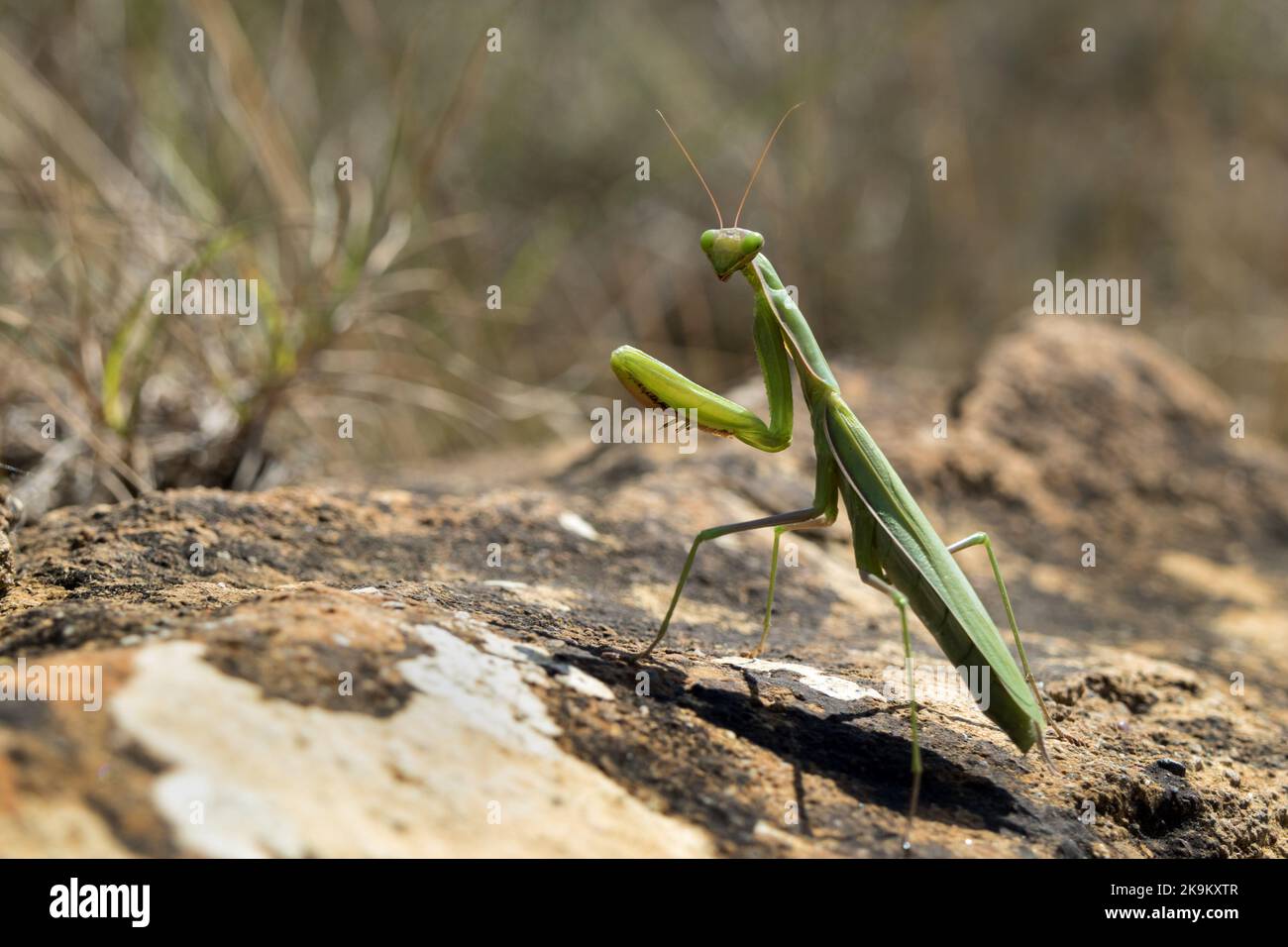 Europeo, pregare Mantis, pregare, Mantis, Mantis religiosa, Primo piano, primo piano, Predator, predatorio, spettacolare, Affascinante, Ritratto, guardando ca Foto Stock