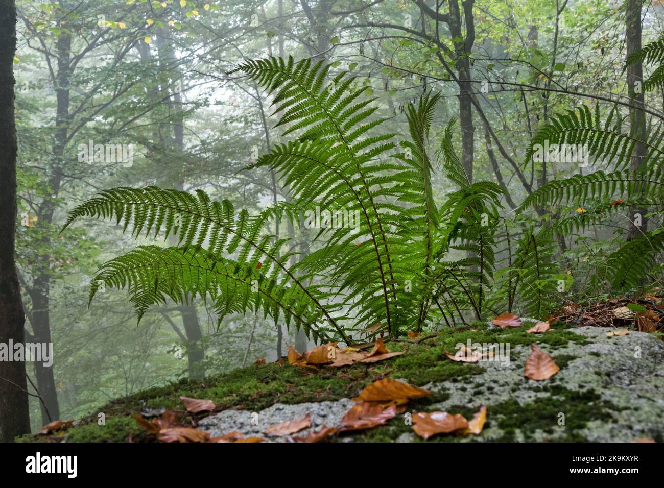 Felci che crescono in un autunno Misty Woodland, Pirenei, Francia, UE Foto Stock