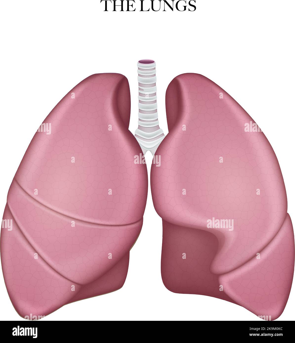 Illustrazione colorata della struttura anatomica dei polmoni Illustrazione Vettoriale