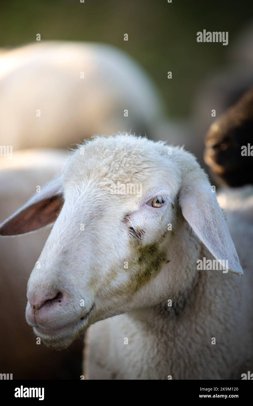 Primo piano di una pecora bianca con sporcizia in faccia Foto Stock