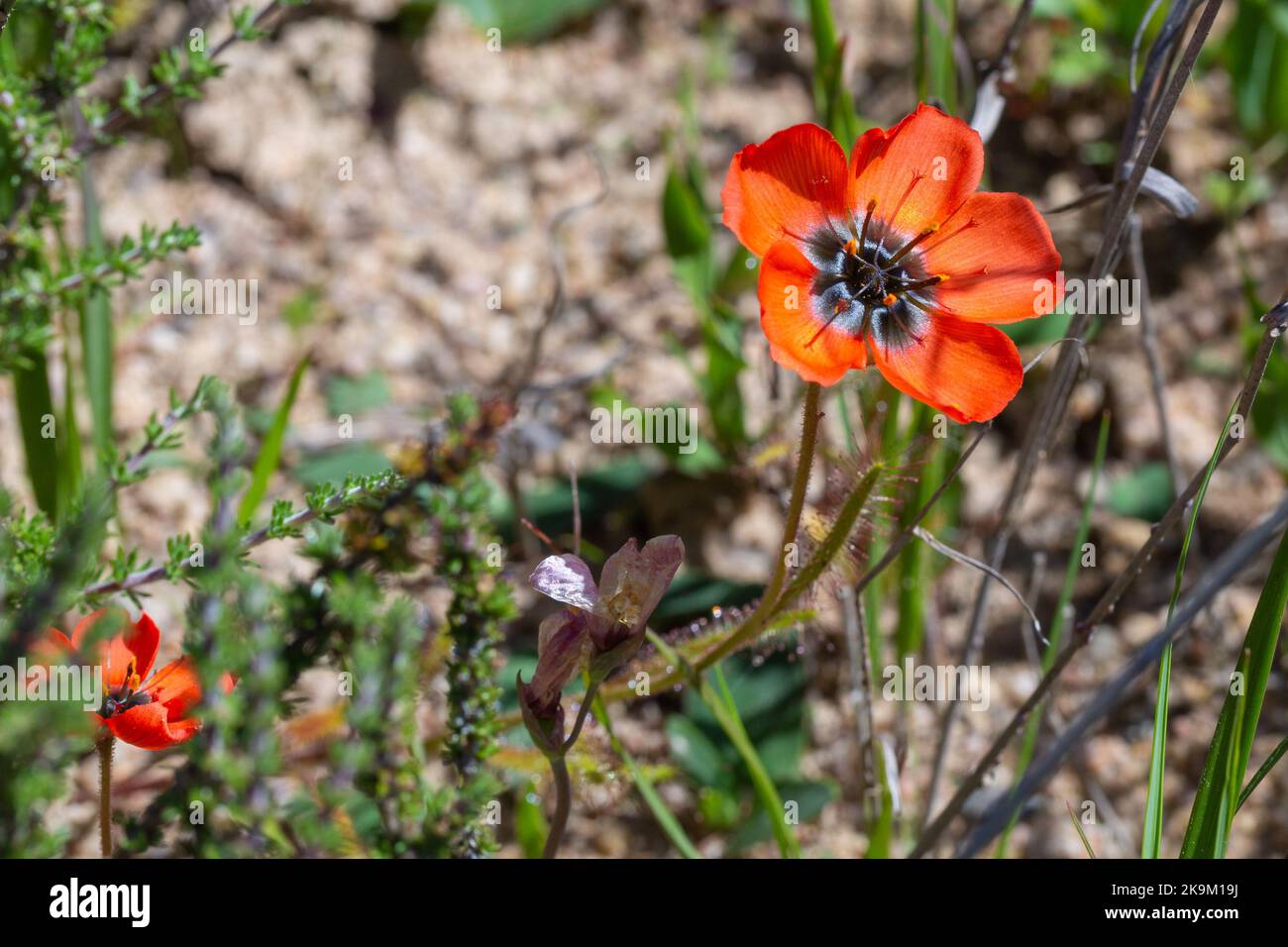 Piante carnivore: Raro fiore d'arancio della rugiada Drosera cistiflora in habitat naturale Foto Stock