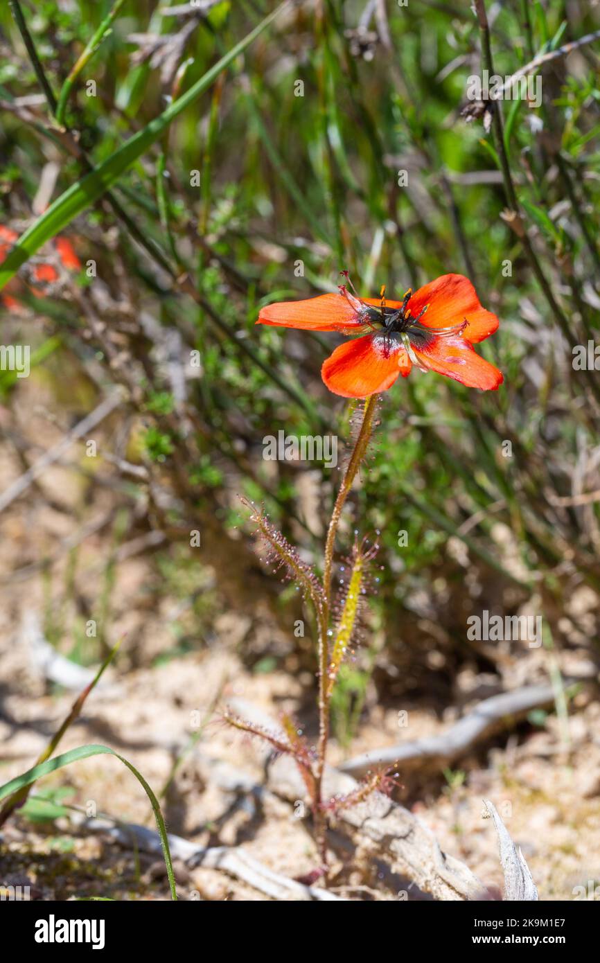 Drosera cistiflora con un fiore d'arancio in habitat naturale vicino a Malmesbury, nel Capo Occidentale del Sud Africa Foto Stock