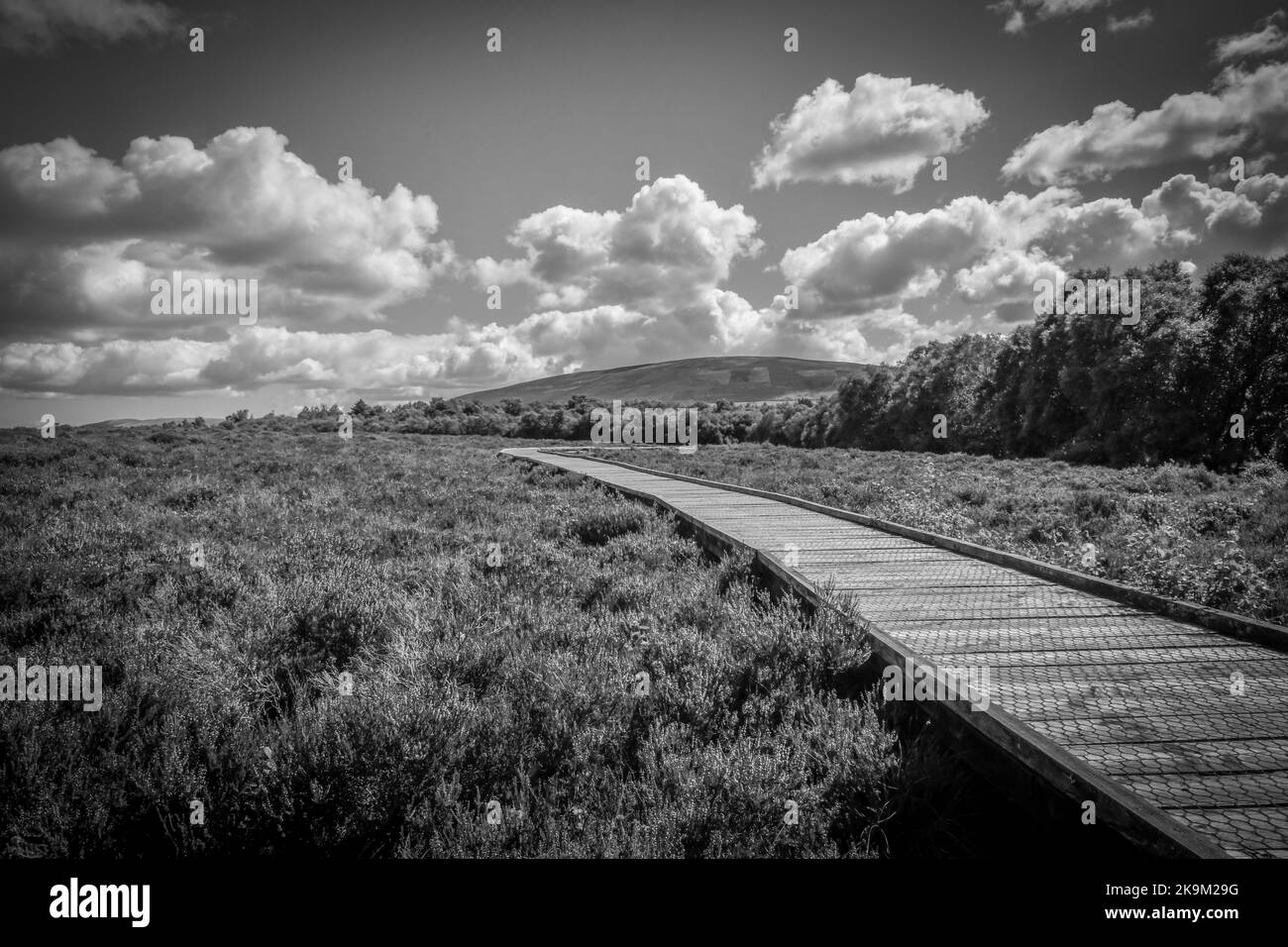 Riserva naturale Red Moss, Balerno, Edimburgo, Midlothian, Scozia, REGNO UNITO Foto Stock