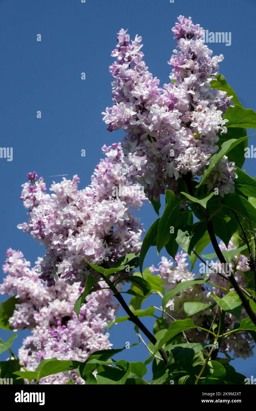 Arbusto fiorito, lilla francese, Primavera, Syringa vulgaris, Madame Antonie Buchner, Vivace, fragrante, luminoso, lilla, chiaro, Lilla Foto Stock
