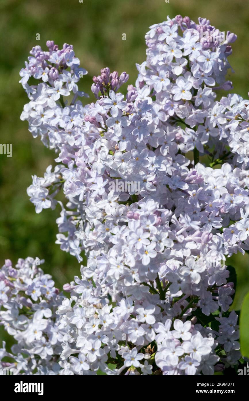 Luminoso, Lilac syringa 'Topaz', attraente, Lilac, fiore, Primavera, Vivid, fiori, Syringa vulgaris, lilla francese Foto Stock
