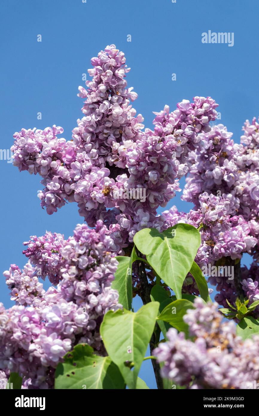 Luce, Lilac, Fiori, Syringa vulgaris, bello, Lavanda, colore, syringa lilla, terminale, fiore Foto Stock