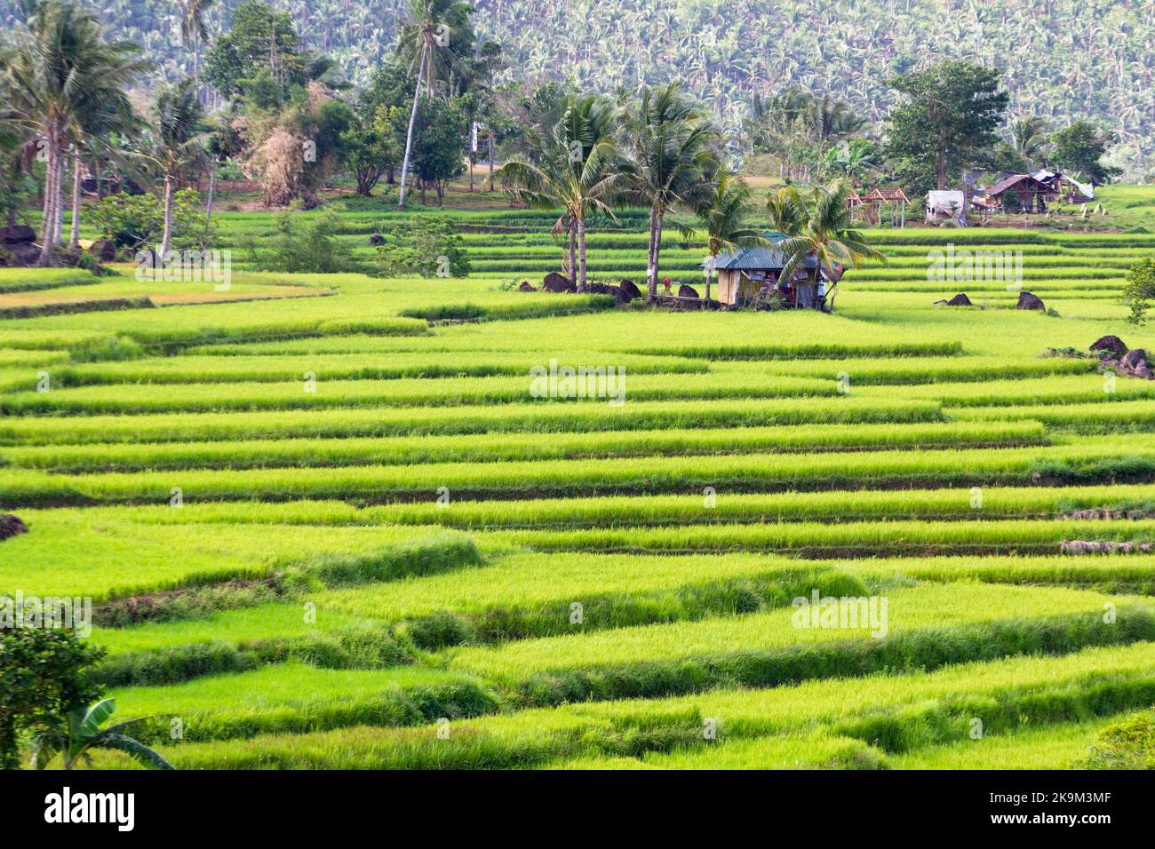 Terrazze di riso inclinate a Biliran, Filippine Foto Stock