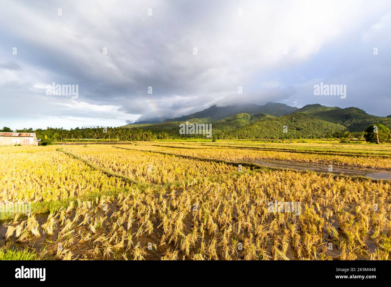 Il campo di riso dopo un raccolto diventa marrone a Biliran, nelle Filippine Foto Stock