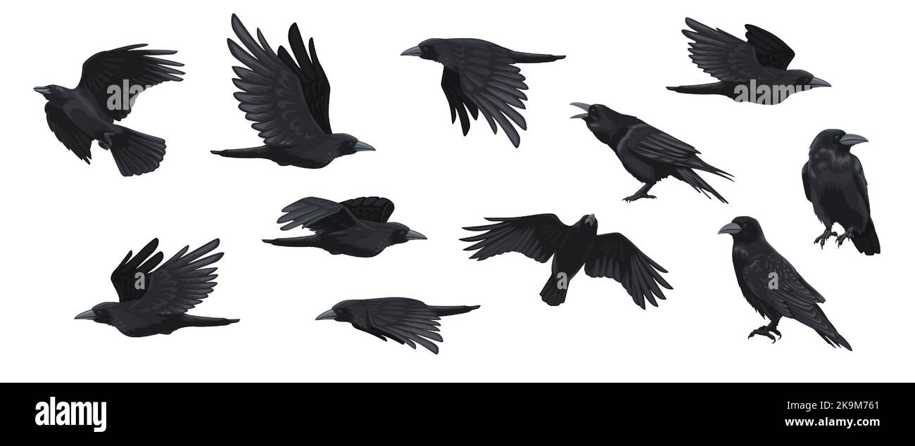 Set Raven. Silhouette corvo nera, Blackbird pose diverse volando icone di carattere animale selvaggio per il design del tatuaggio logo. Raccolta con isolamento vettoriale Illustrazione Vettoriale