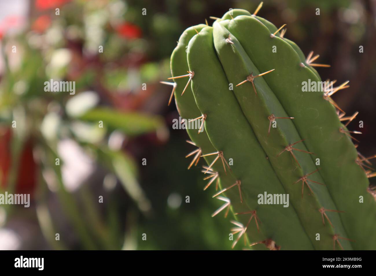 Un Cactus in un giorno di primavera con spine multiple e uno sfondo di piante sfocate Foto Stock