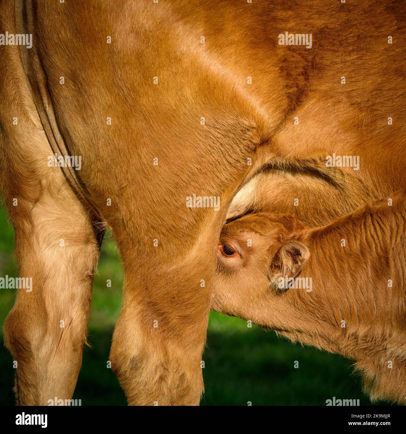 Mucca bruna illuminata dal sole e piccolo vitello neonato carino in piedi fuori in campo agricolo (giovane assetato affamato, latte materno, primo piano) - Yorkshire Inghilterra, Regno Unito. Foto Stock