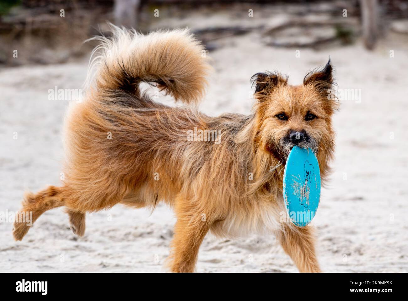 Harlesiel, Germania. 29th Ott 2022. Border Terrier 'Scotch' corre attraverso la spiaggia del Mare del Nord con un frisbee in bocca. Credit: Hauke-Christian Dittrich/dpa/Alamy Live News Foto Stock