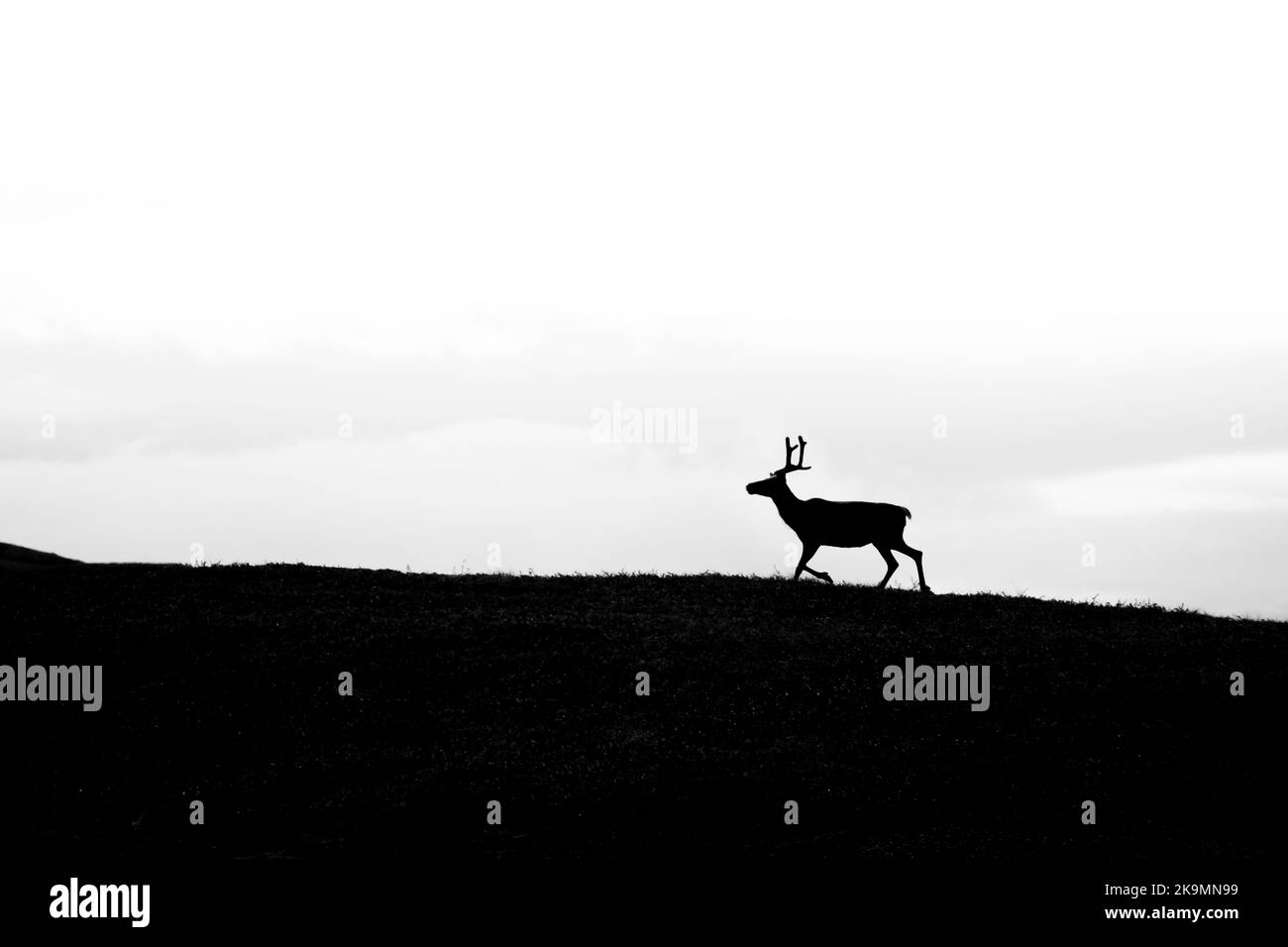 Silhouette di una renna selvatica solitaria in Norvegia Foto Stock