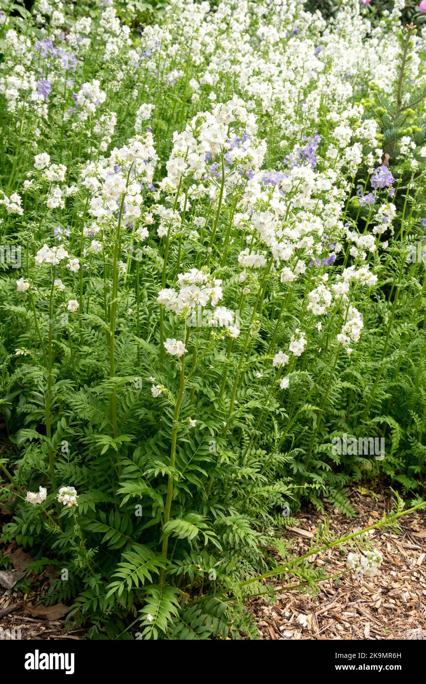 Jacobs ladder, Polemonium caeruleum 'Album', Giardino letto di fiori Foto Stock