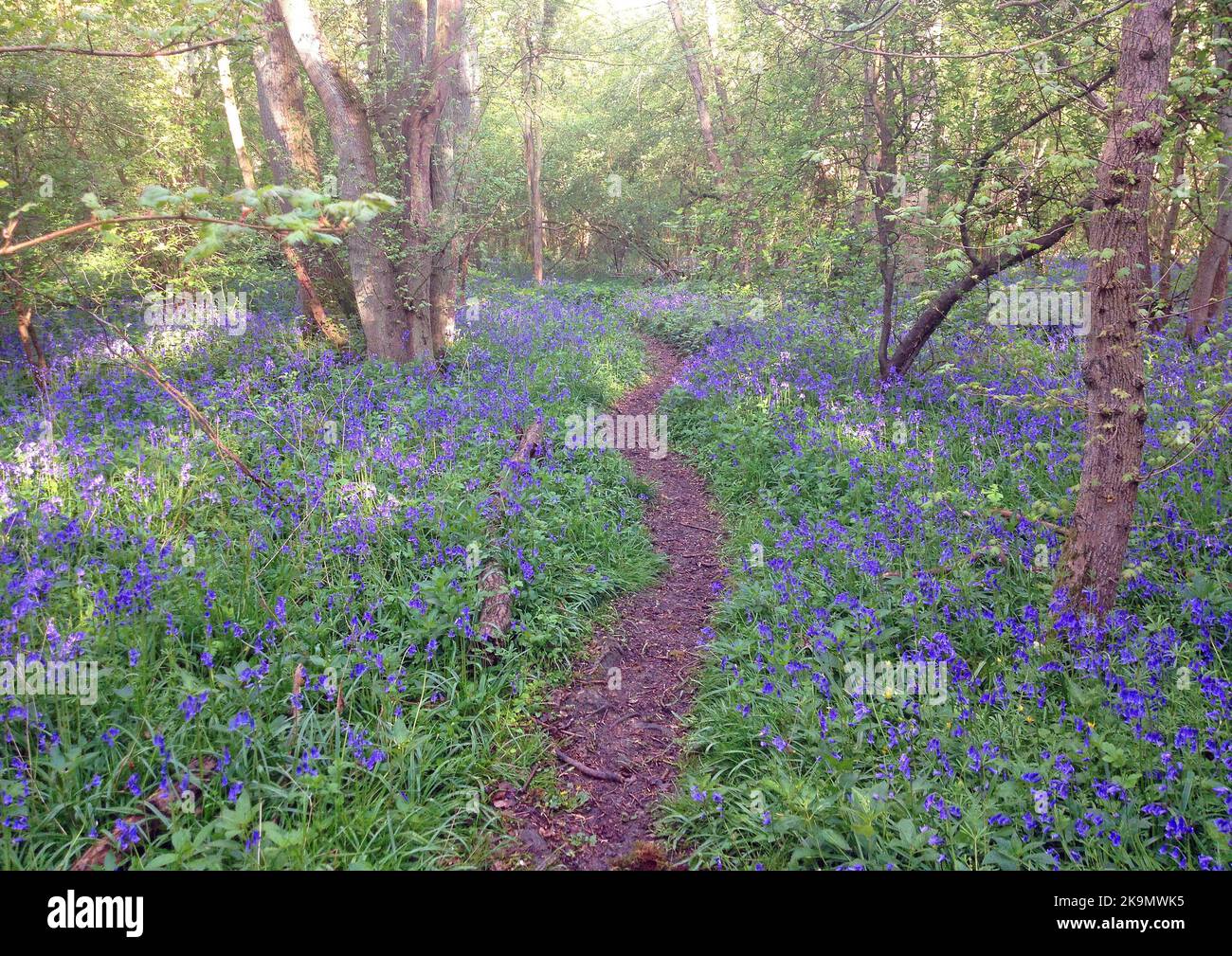 Hyacintoides non scripta. Il Bluebell inglese che cresce in un bosco in Inghilterra, comune in aree boschive in primavera. Foto Stock