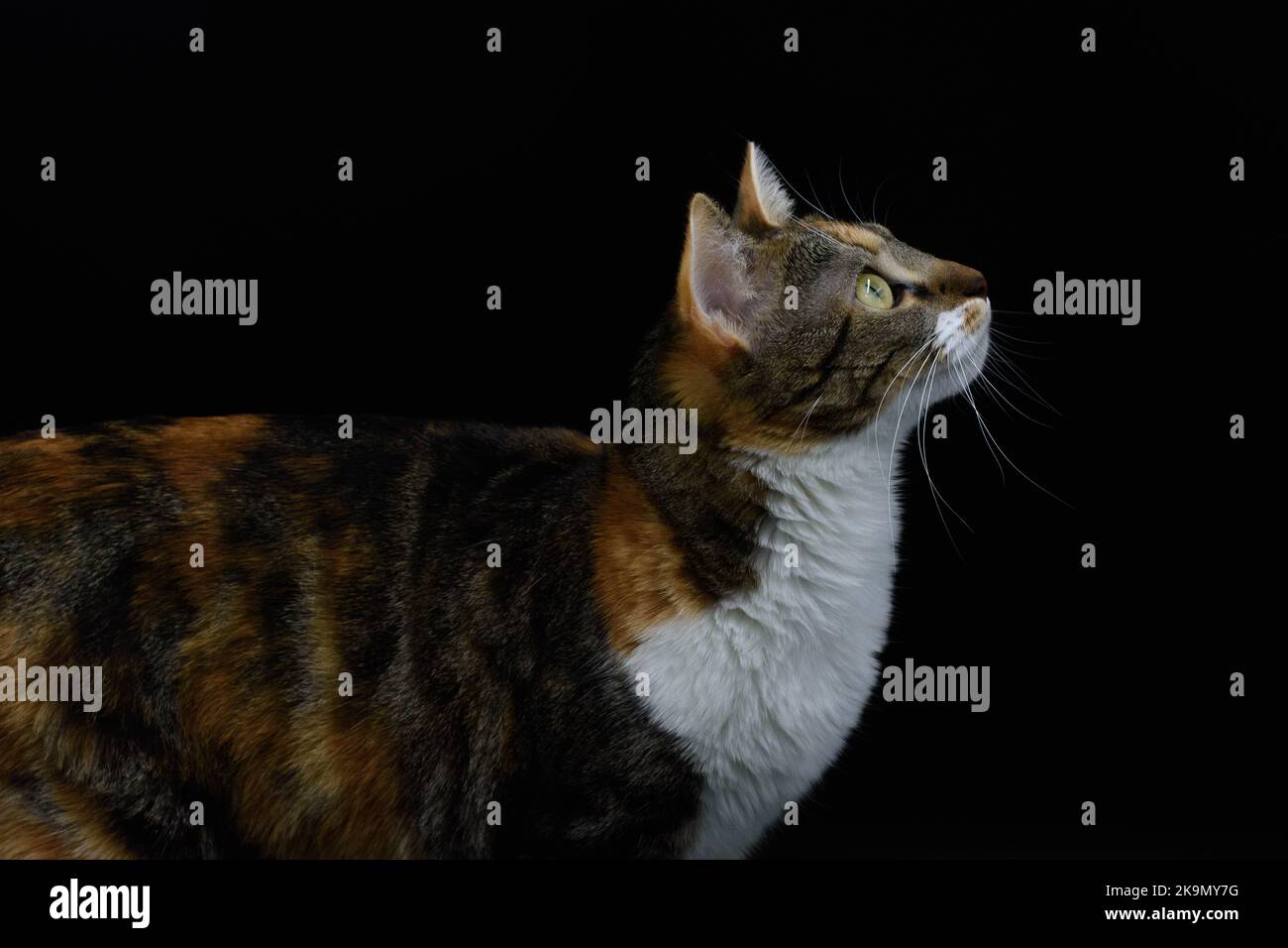 Cute tre colori gatto domestico contro in studio contro sfondo nero Foto Stock
