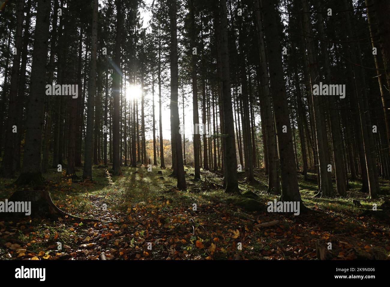 Omberg, Svezia. 29th ottobre 2022. Tempo stagionale al monte boschivo Omberg, Svezia, durante il sabato. Credit: Jeppe Gustafsson/Alamy Live News Foto Stock