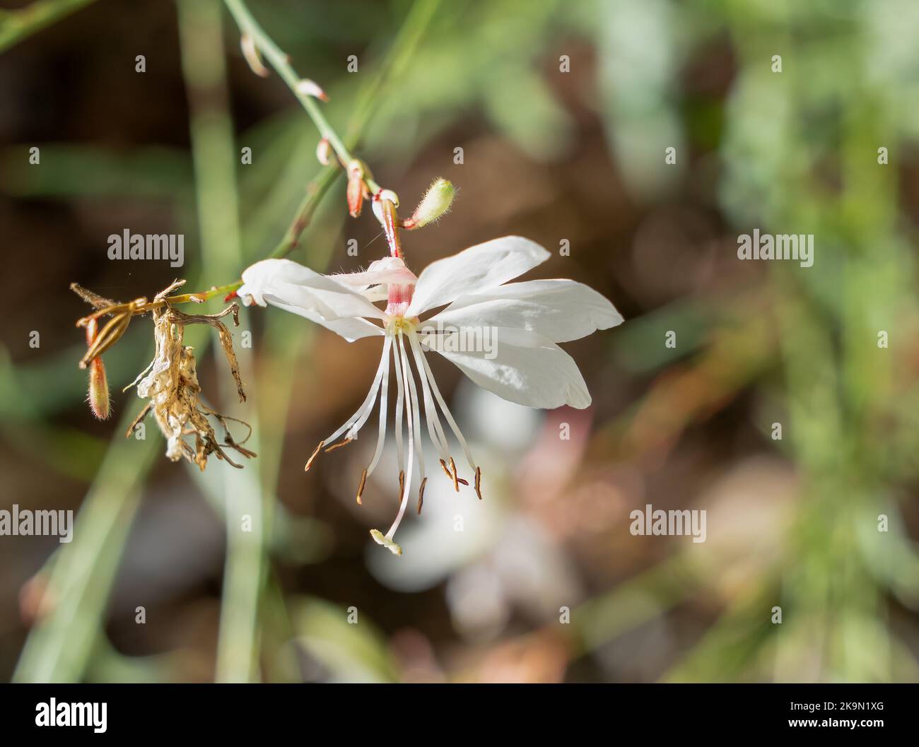 Primo piano di Gaura lindheimeri Sparkle White flower, beeblossom di Lindheimer Foto Stock