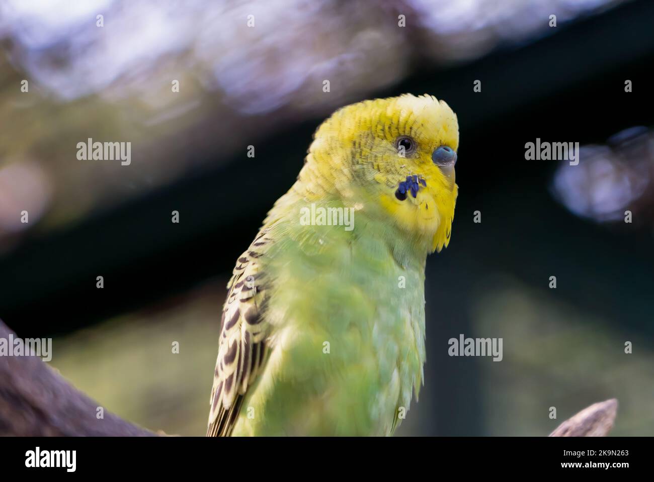 Primo piano del budgerigar giallo e verde colorato (parakeet comune, parakeet conchiglia, Melopsittacus undulatus) Foto Stock